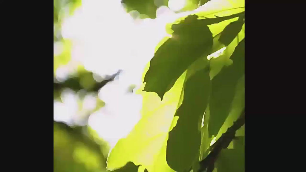 Protector Solar Sara Auto